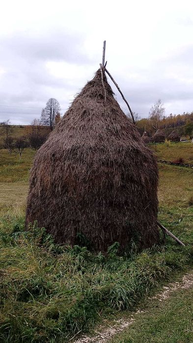 Vând 5 clăi de fan si una de otava, Bănița.