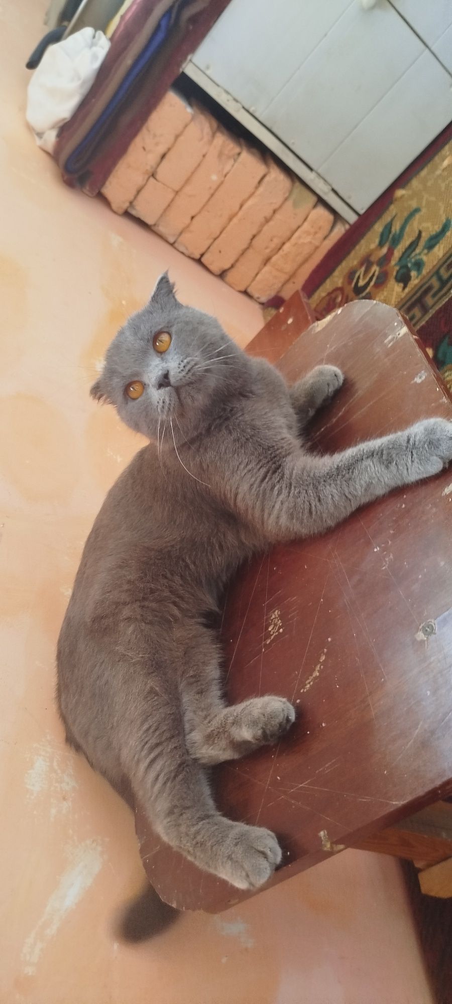 Scottish Fold zotli erkak mushul