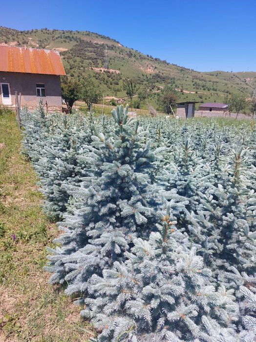 Крымская голубая ель