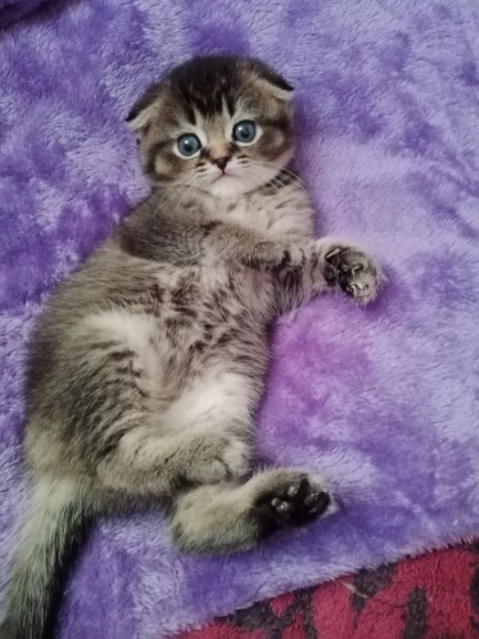 Шладкие котята вислоухие