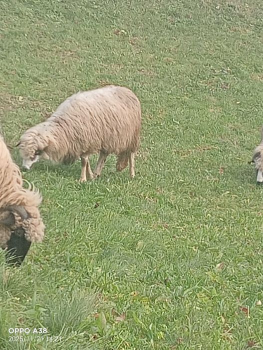 Vând o oaie și un berbec brez