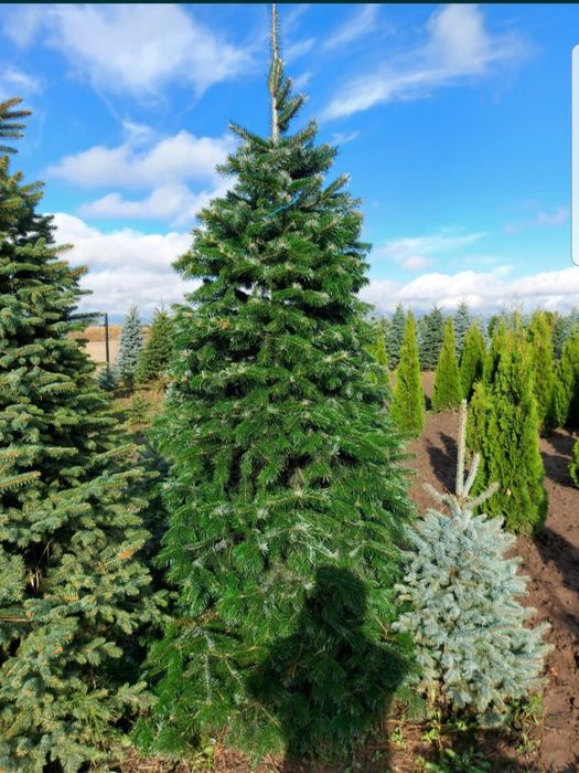 Mesteacăn alb/ tei/ platani/ stejar/ brazi/ leylandii/ tuia