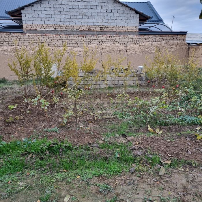 Сотиладиган тайёр ҳар ҳил кўчатлар бор