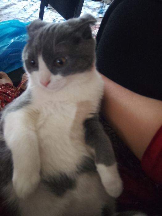 Продаëтся породистая кошка