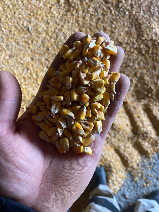 Porumb boabe recolata 2025, 70 de tone