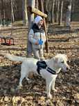 Caine spre adoptie
