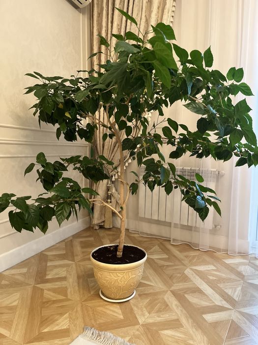 Продам дерево - китайскую розу