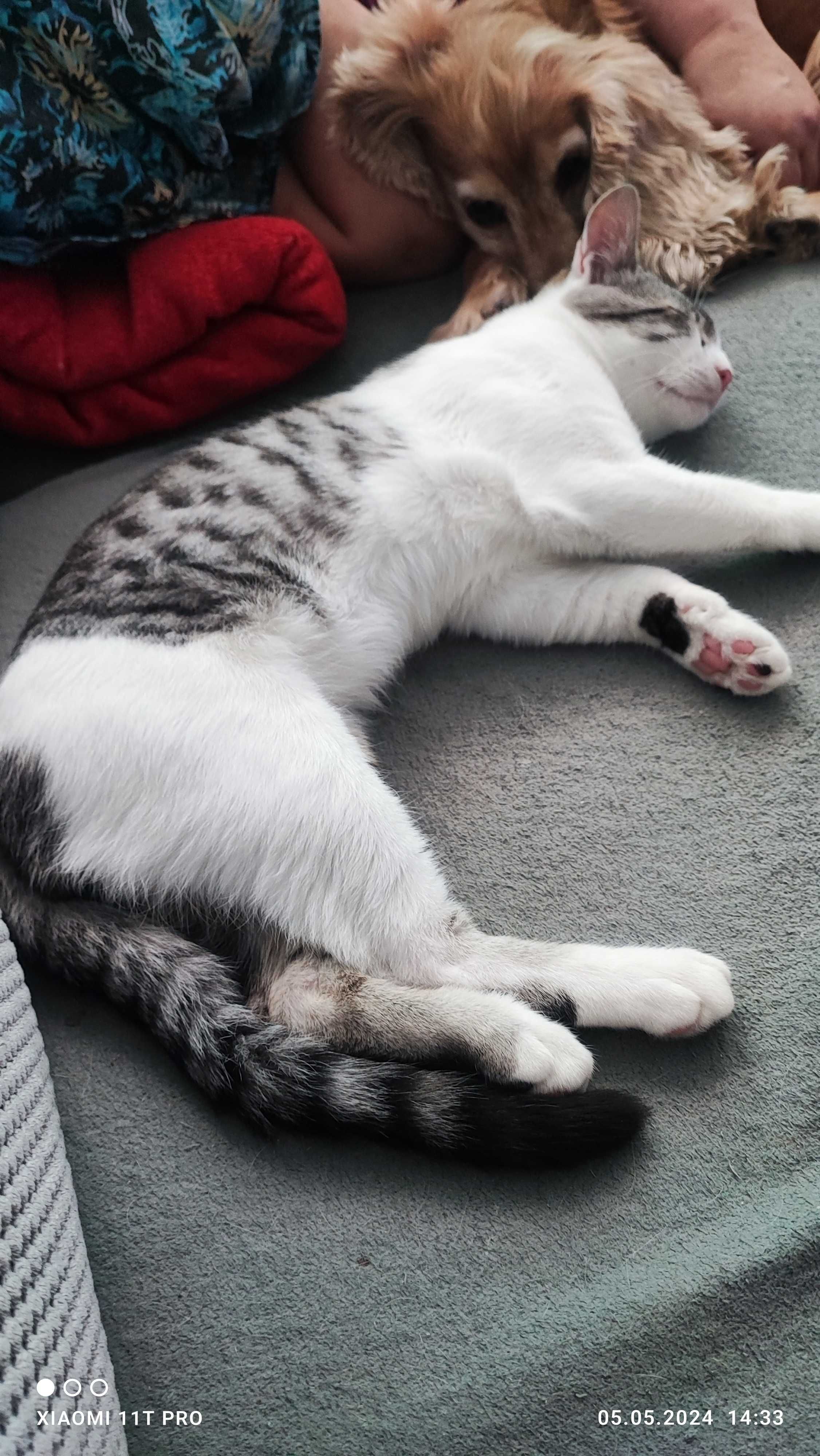 Подарява се мъжко  котенце