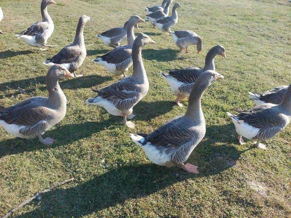 Gaste romanesti de carne