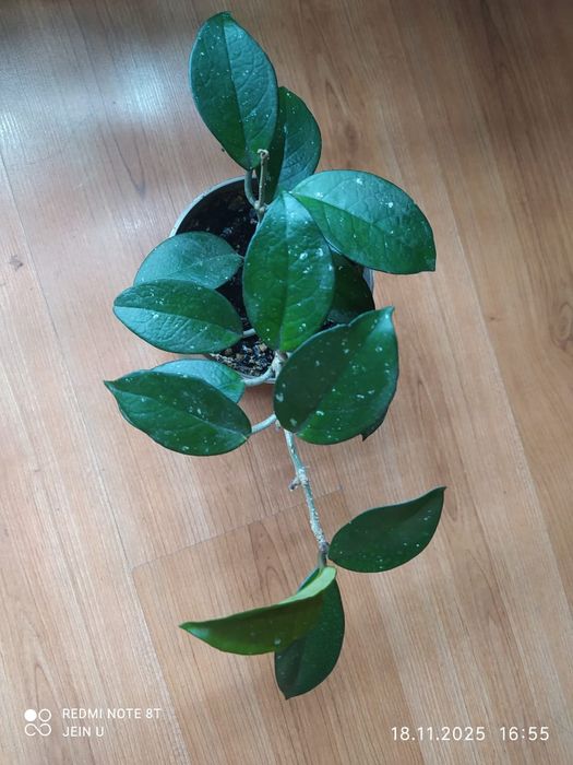 Хоя Карноза и Хоя Аувстралис