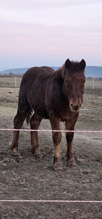 Manz din Hagi Brasov