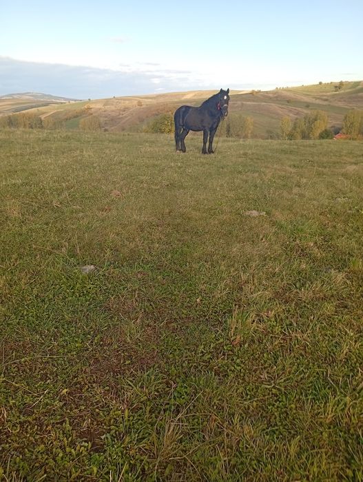 De vânzare armăsar