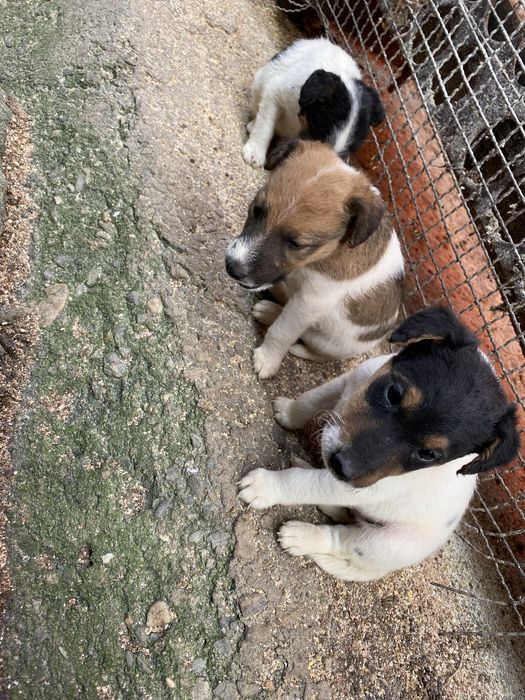Fox terrier de vânzare