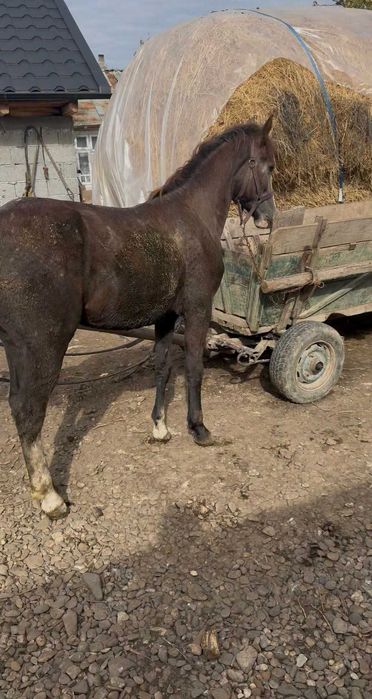 Vând noatin de 1 an și 3 luni din  cai mari  40 mil