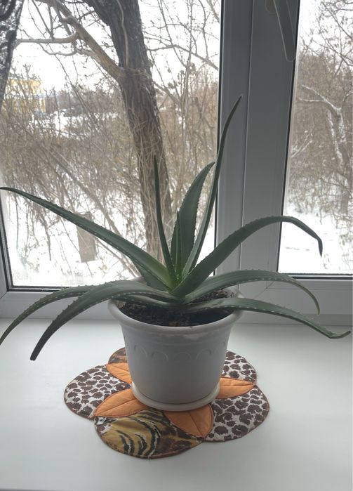 Комнатные цветы алоэ большой шесть лет и маленький