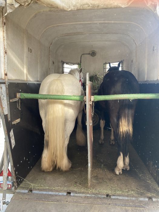 Remorca 2 cai animale transport