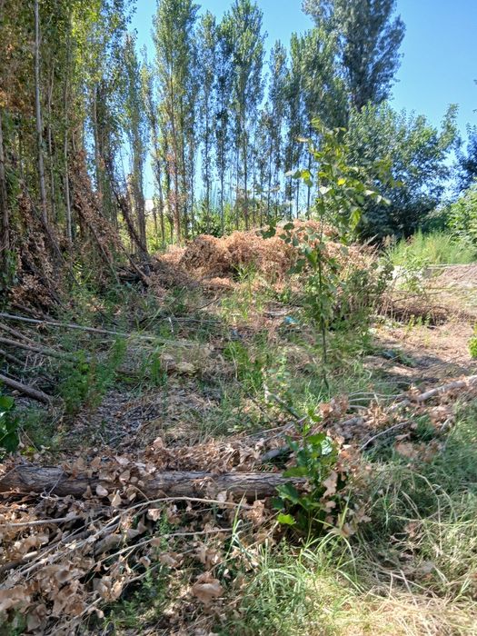 Терекла бор сотилади. Келиштириб берворамиза срочно.  Манзил Янгийул