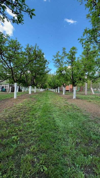 Livada de vanzare