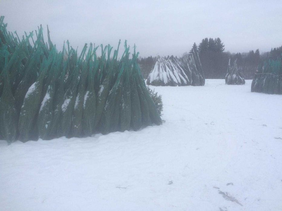 Ель Новогодняя в сетке