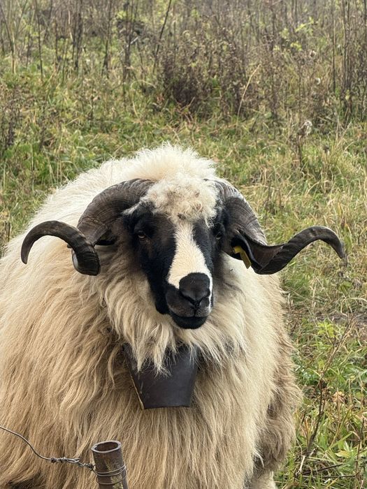 Vand/schimb berbec breaz foarte frumos de un an