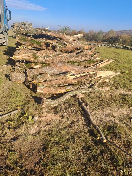 Vând lemn de foc fag+carpen+gorun