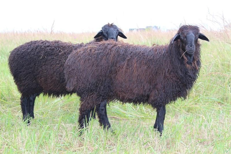 Продам баран на продажу