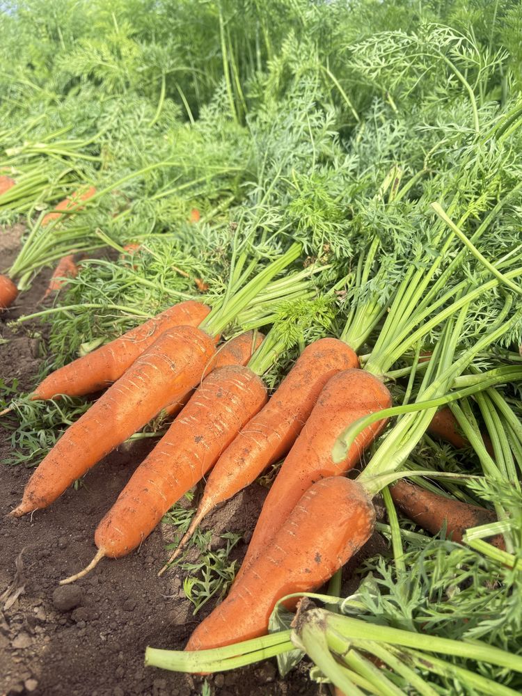 Продам морковь 210 каспий