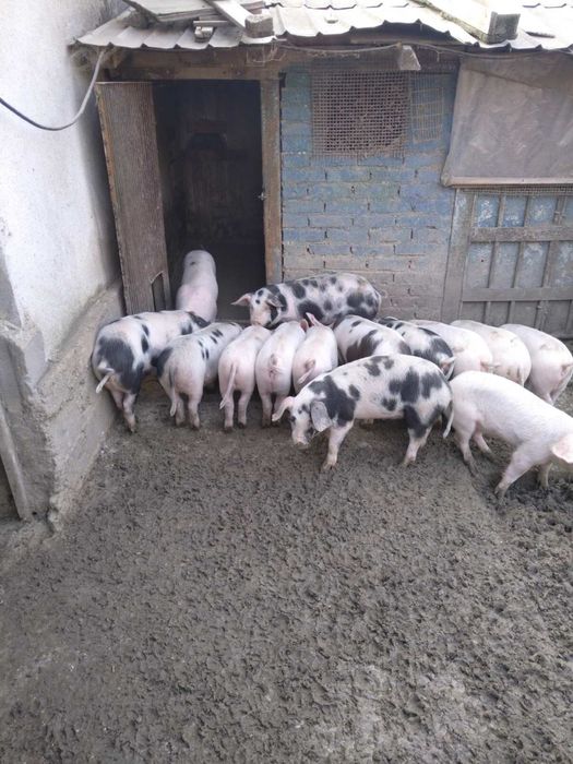 Продавам прасета