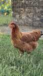 Gaini puicute hibrid
