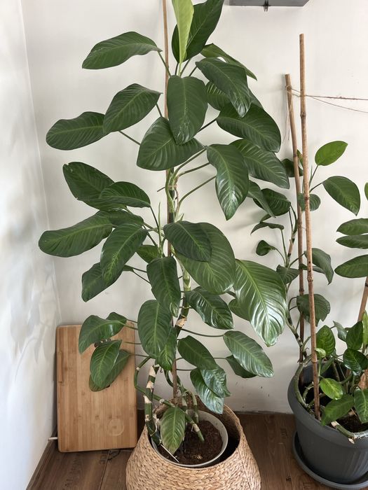 Dieffenbachia trestia dumbului