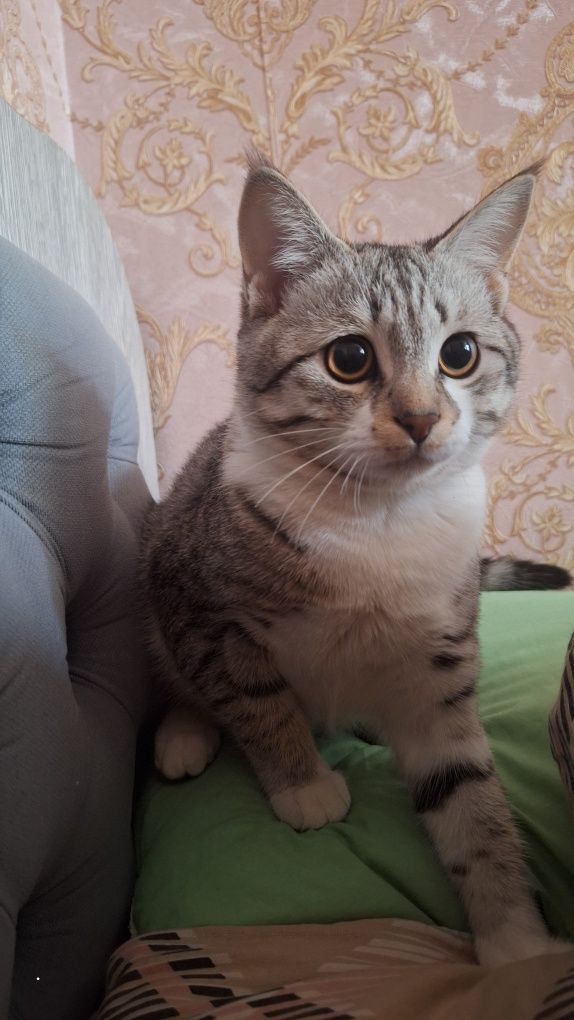 Скоттиш страйт - шотландская прямоухая кошка