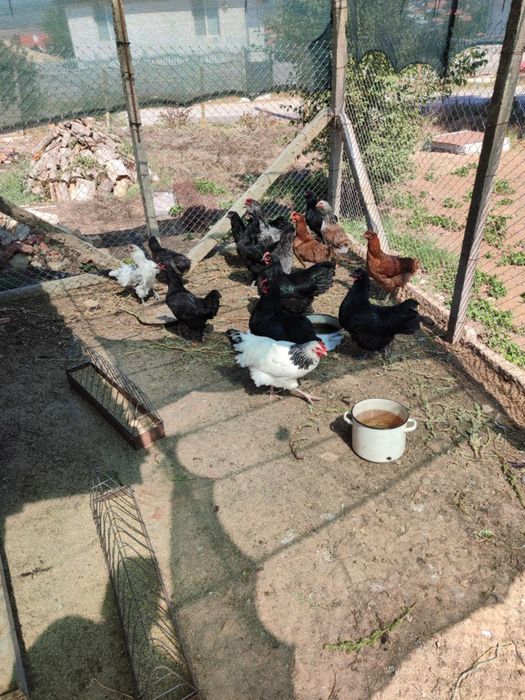 Америкуана кокошки