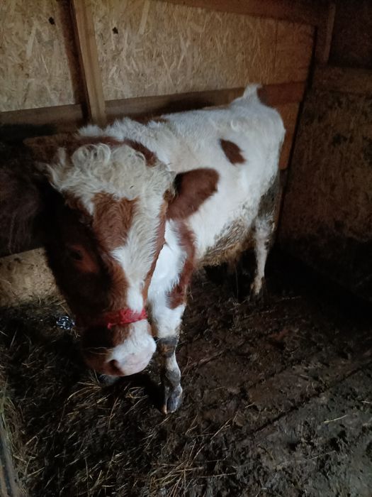 Vând vițel bălțat