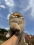 Mascul pomeranian bear type