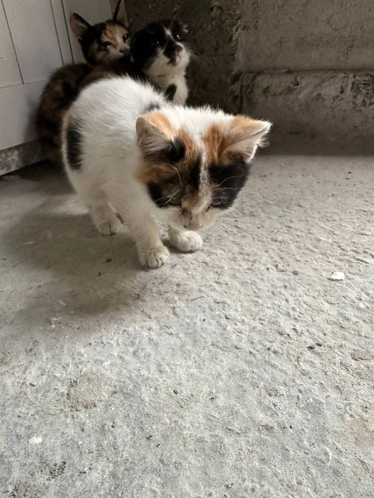 Отдам котят в хорошие руки