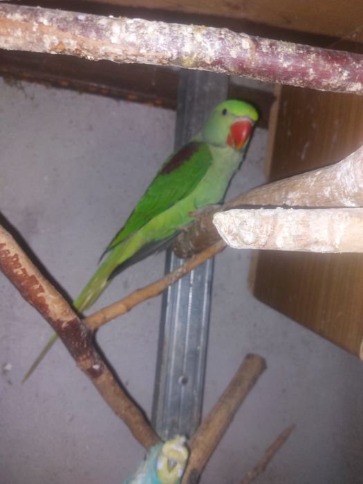 Papagali Pui Marele Alexander