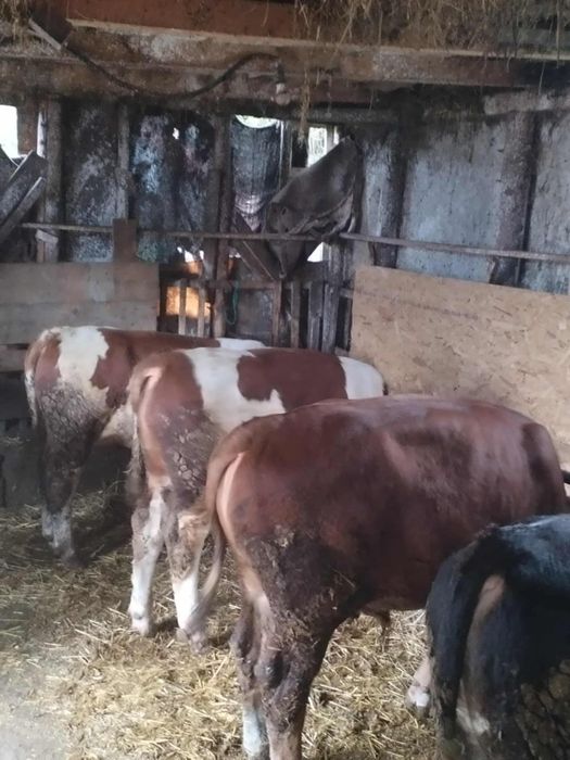 Vând 5 tăurași de rasa bălțată românească