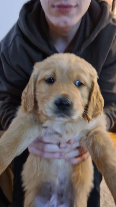 Puiuț golden retriever