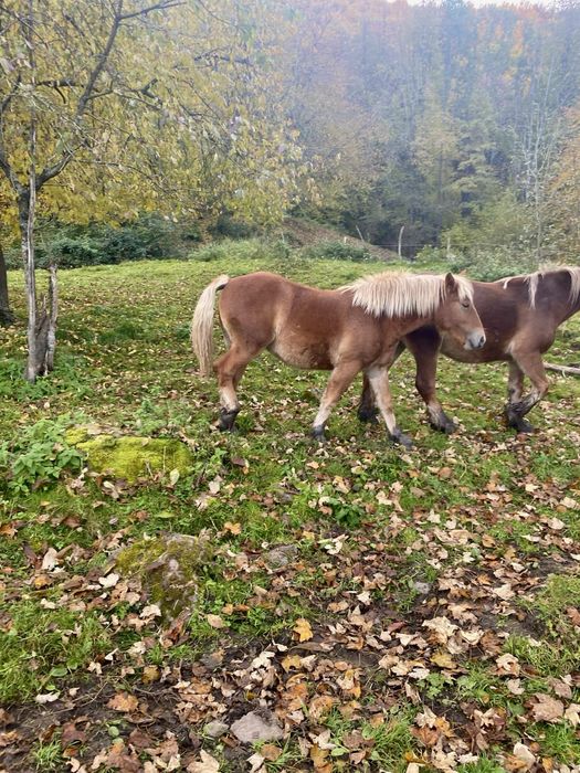 Mânză blondă de 1 an – blândă, prietenoasă și ușor de îndrăgit