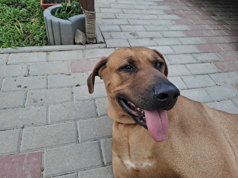 Adoptie Rhodesian Ridgeback