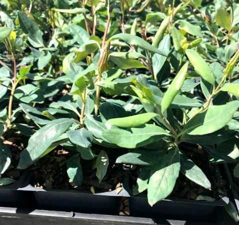 Lonicera japonica -caprifoi-gard viu   oferta 100 bucati