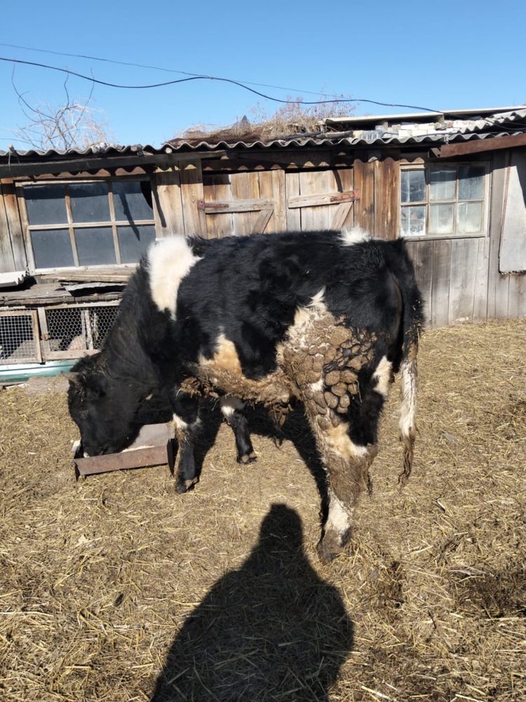 Продам быка один год и два месяца