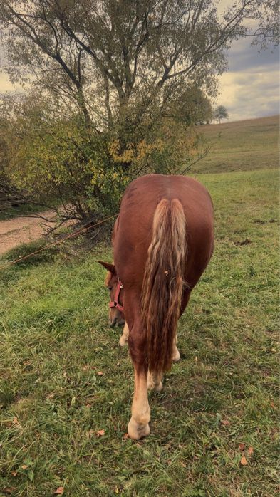 Vand manz sau schimb