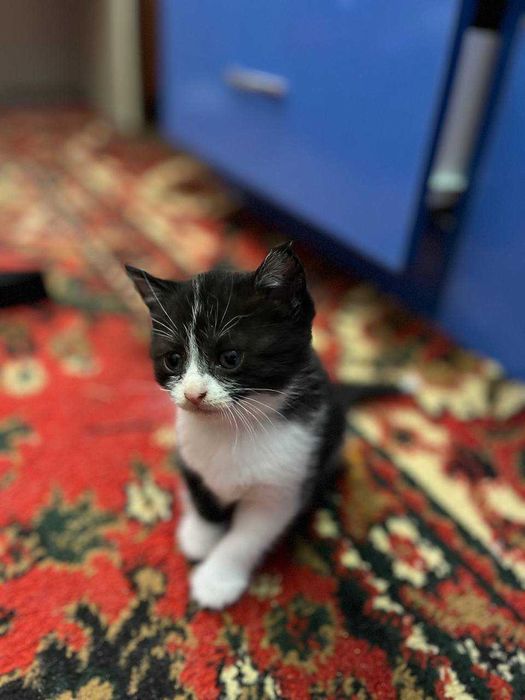 Продается котята