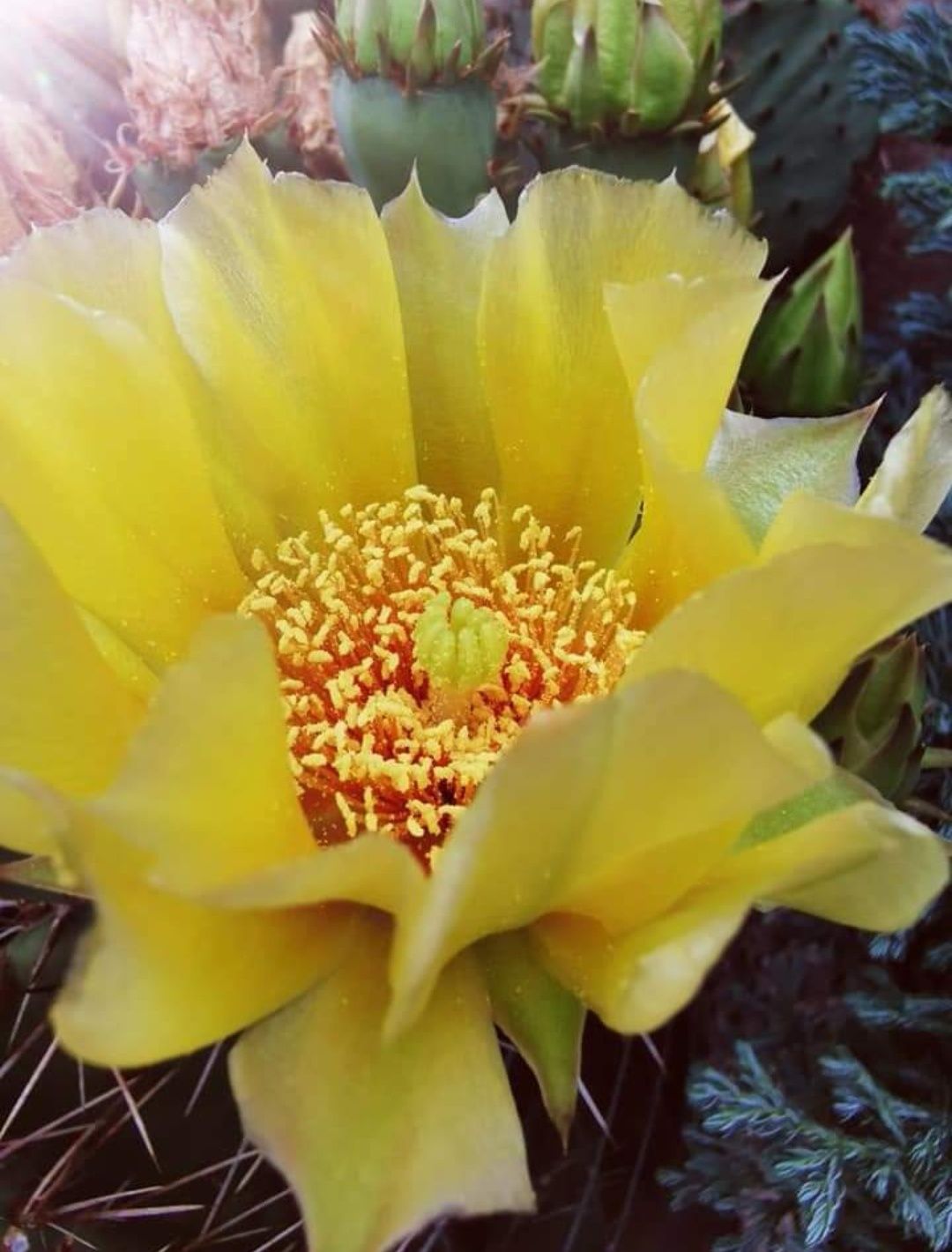 Opuntia Cymochila цъфтящ дворен студоустойчив кактус