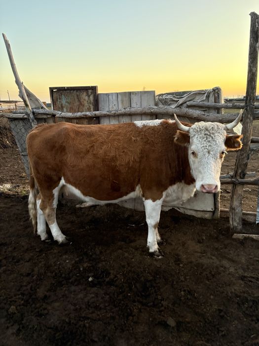 Соғымға ту сыйр сатылады