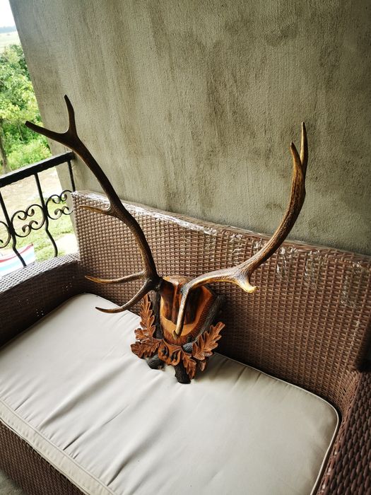 Trofeu Coarne Cerb Carpatin