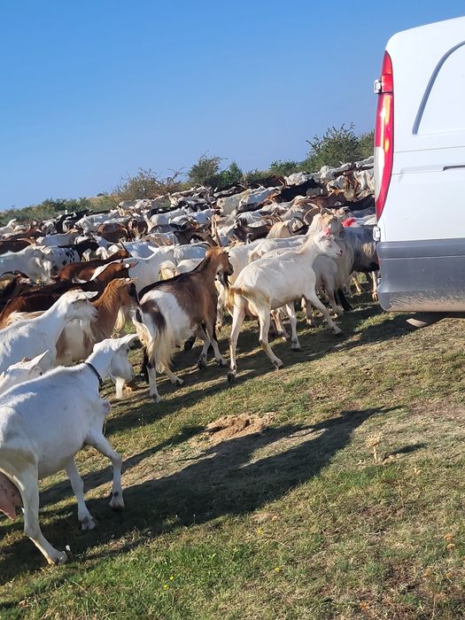 Vînd capre de ținut,numai tinere
