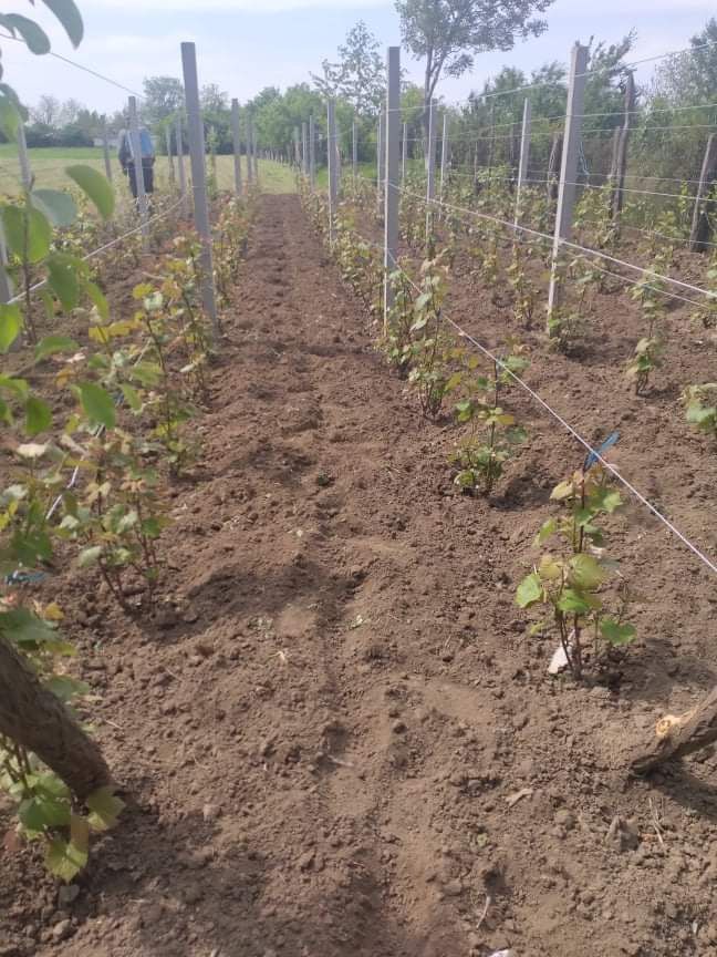 Vindem din stoc sau la comanda spalieri din beton pentru vie/ingradit