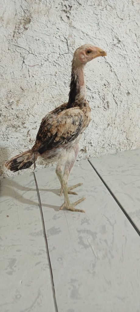 Toza makiyonchala sotiladi